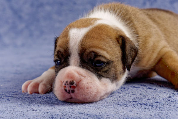 Urano - drei Wochen alt