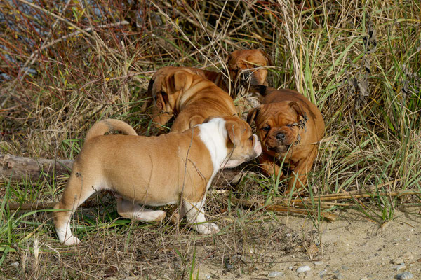 T Wurf mit Opa Freddy - acht Wochen alt