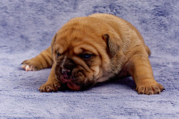 Tessa - mit zwei Wochen