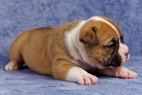 Uma - drei Wochen alt