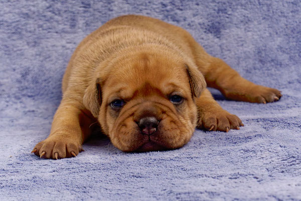 Teddy - mit zwei Wochen