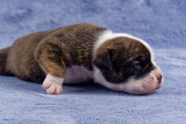 Ursa - zwei Wochen alt