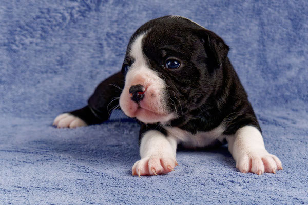 Usha - drei Wochen alt