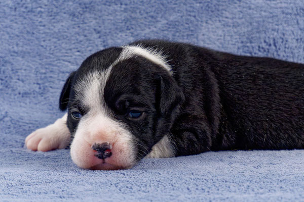 Usha - zwei Wochen alt