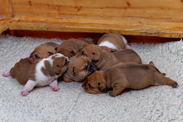 Der ganze Wurf - mit zwei Wochen