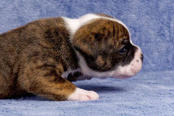 Ursa - drei Wochen alt