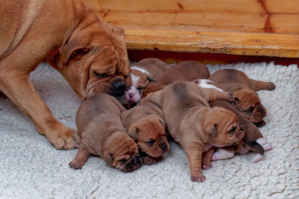 Der ganze Wurf - mit zwei Wochen