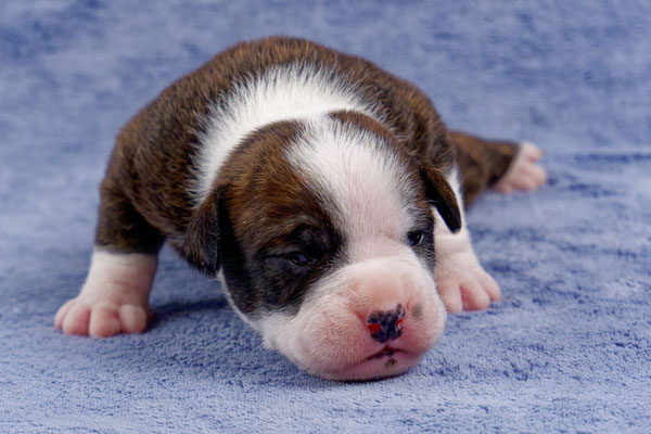 Unkas - zwei Wochen alt