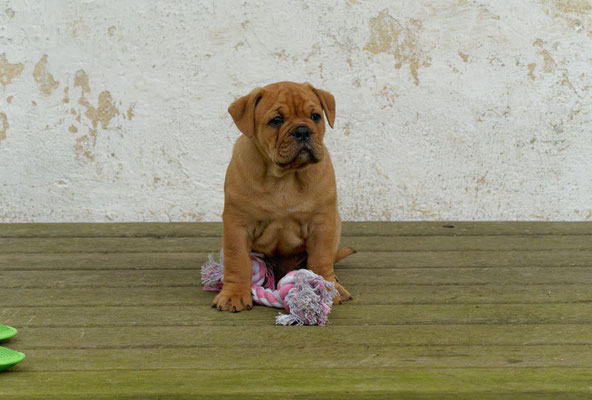 Teddy - mit sieben Wochen