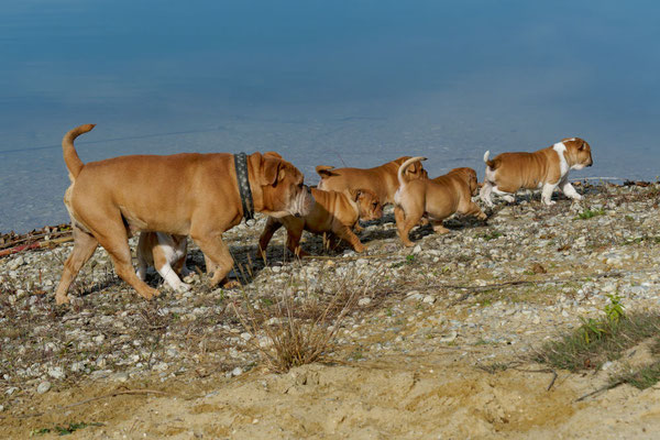 T Wurf mit Opa Freddy - acht Wochen alt