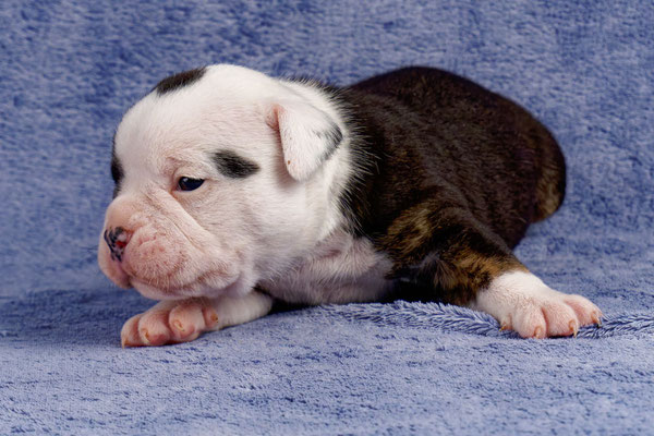 Uri - drei Wochen alt