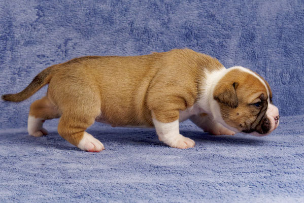 Uma - drei Wochen alt