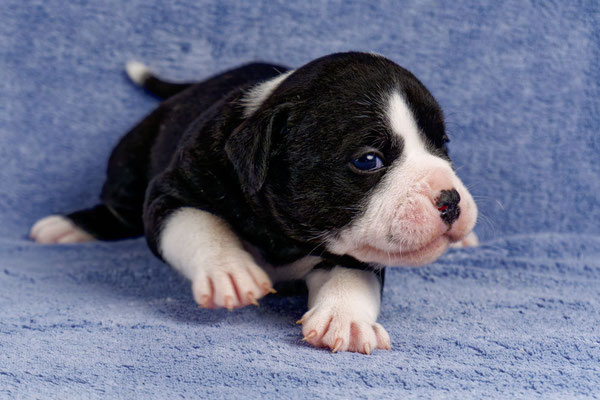 Usha - drei Wochen alt