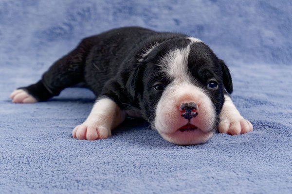 Usha - zwei Wochen alt