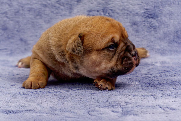 Tessa - mit zwei Wochen