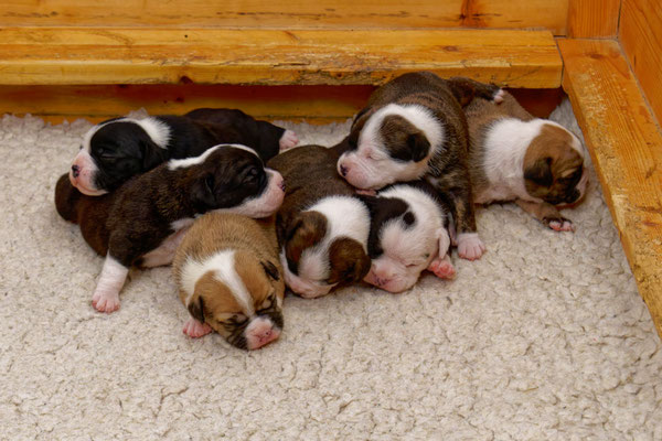 Der ganz Wurf - zwei Wochen alt