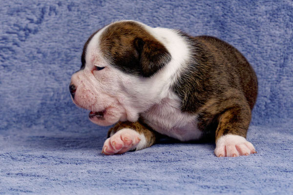 Ursa - drei Wochen alt