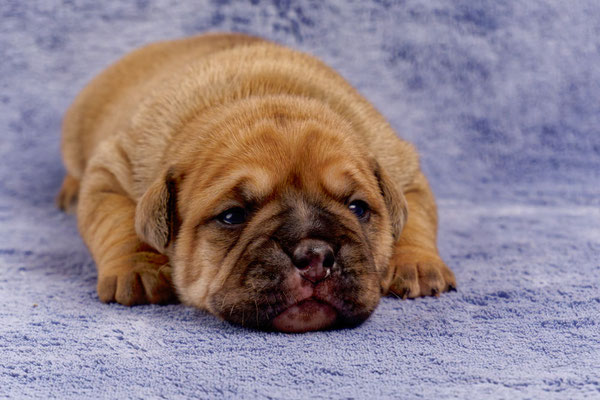 Tessa - mit zwei Wochen