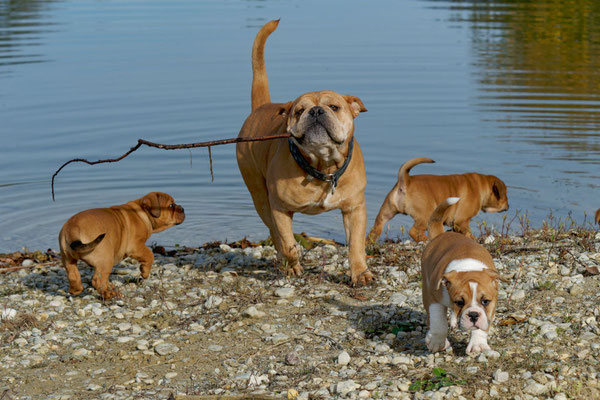 T Wurf mit Opa Freddy - acht Wochen alt