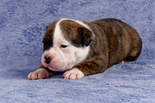 Ursa - drei Wochen alt