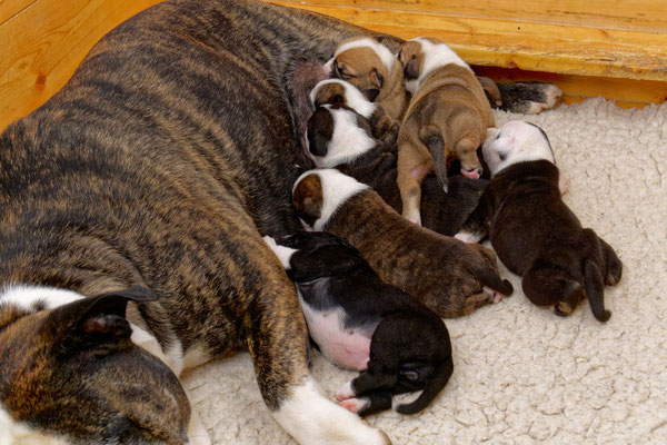 Der ganz Wurf - zwei Wochen alt