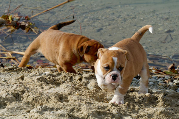 T Wurf mit Opa Freddy - acht Wochen alt