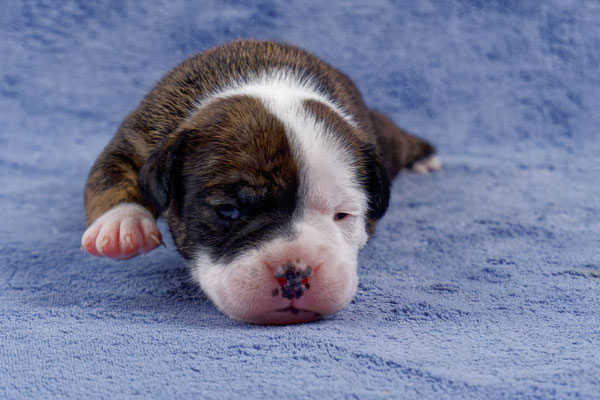 Ursa - zwei Wochen alt