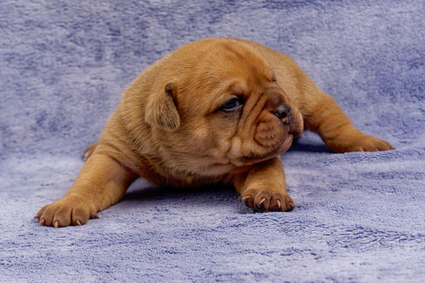 Teddy - mit zwei Wochen