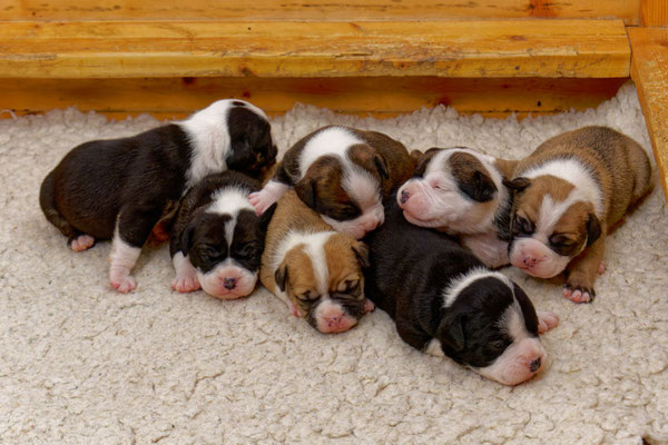 Der ganz Wurf - zwei Wochen alt