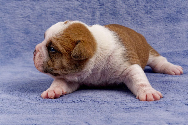 Tinka - mit zwei Wochen