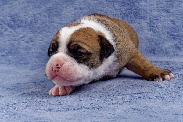 Urano - zwei Wochen alt