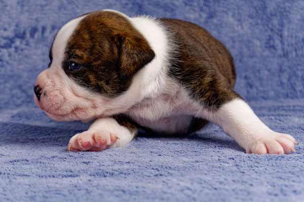 Unkas - drei Wochen alt