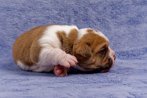 Tinka - mit zwei Wochen