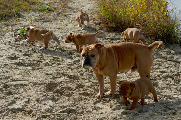 T Wurf mit Opa Freddy - acht Wochen alt