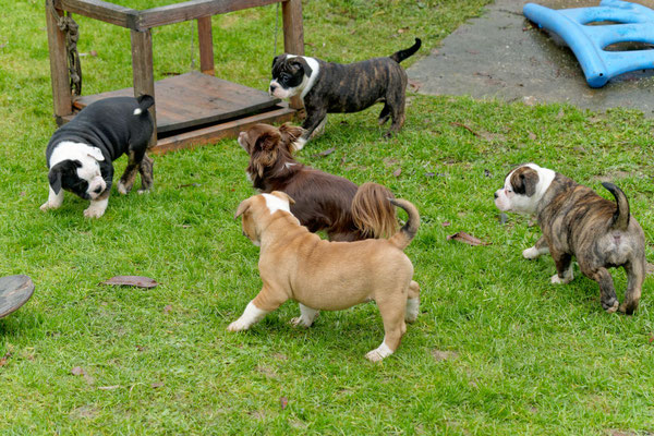 Besuch beim U-Wurf