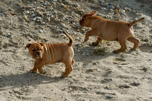 T Wurf mit Opa Freddy - acht Wochen alt