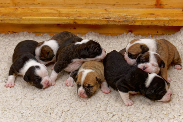 Der ganz Wurf - zwei Wochen alt