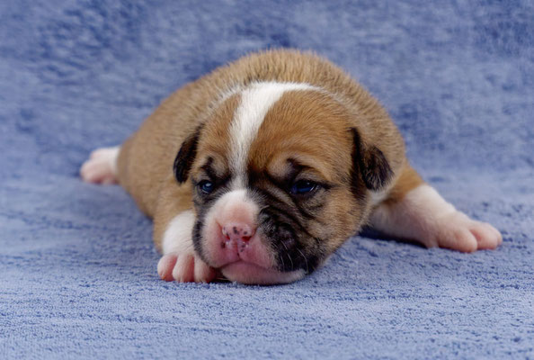 Uma - zwei Wochen alt