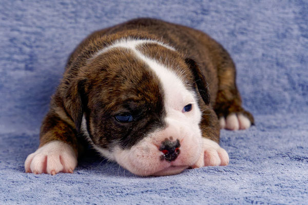 Ursa - drei Wochen alt