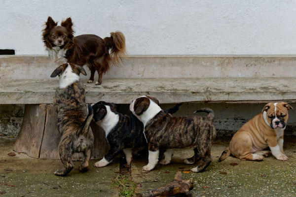 Besuch beim U-Wurf