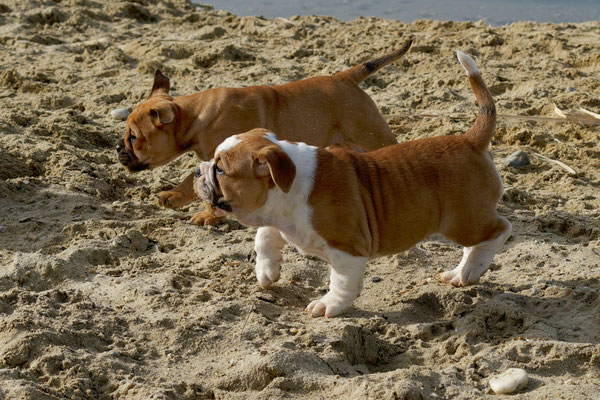 T Wurf mit Opa Freddy - acht Wochen alt