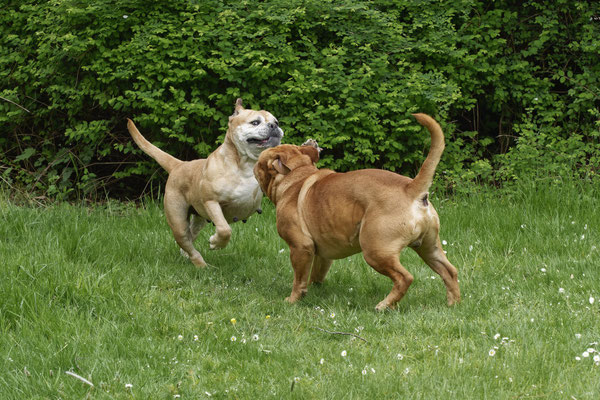 Freddy und Lotte Verpaarung Mai 2022