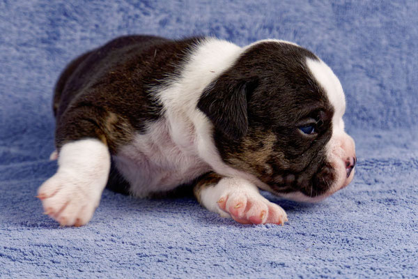 Uri - drei Wochen alt