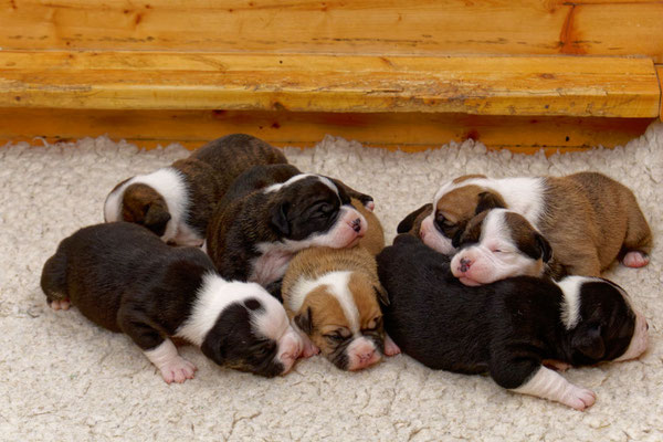 Der ganz Wurf - zwei Wochen alt