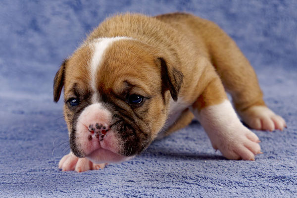 Uma - drei Wochen alt