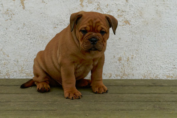 Tyson - mit sieben Wochen