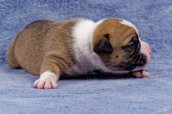 Urano - zwei Wochen alt