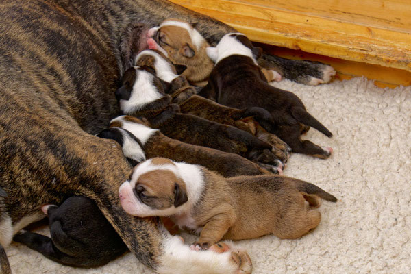 Der ganz Wurf - zwei Wochen alt