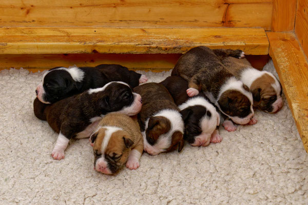 Der ganz Wurf - zwei Wochen alt