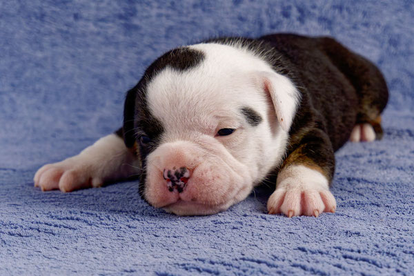 Uri - drei Wochen alt